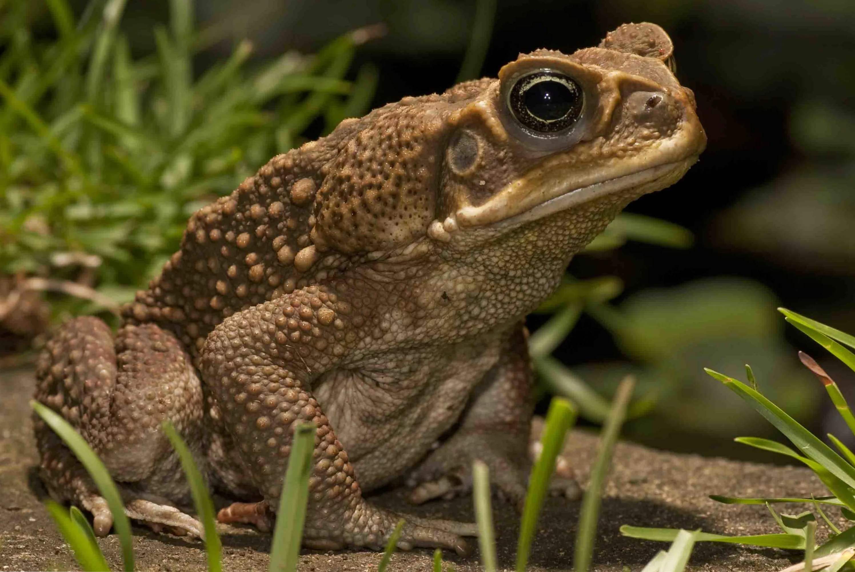 До чого сниться жаба? Сонник жаби і жаби уві сні