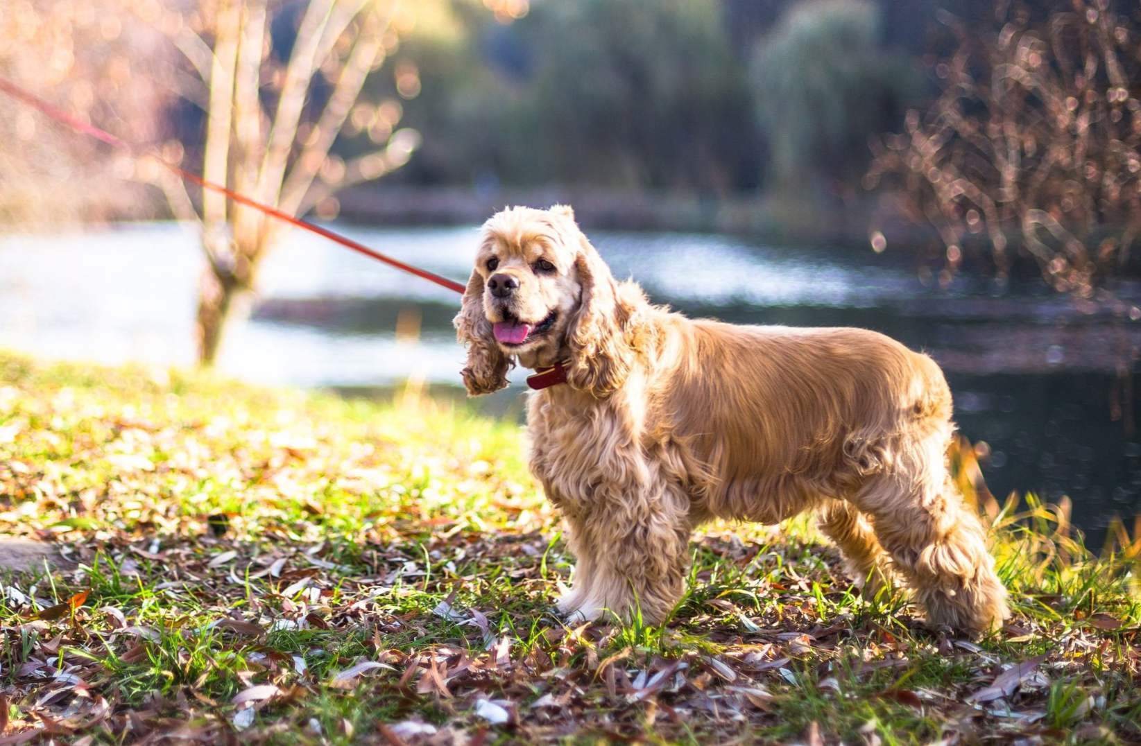 American Cocker Spaniel pasma opis, skrb in vzdrževanje