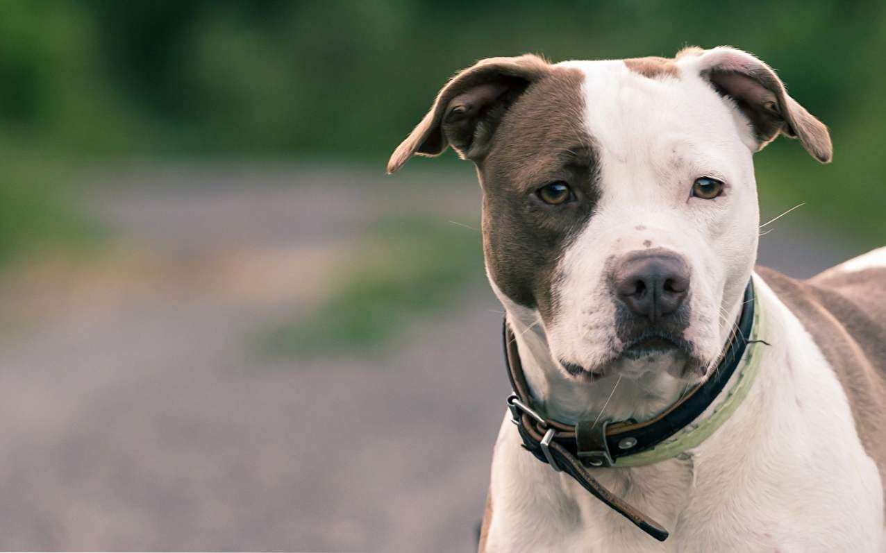 Opis i charakterystyka rasy American Pit Bull Terrier