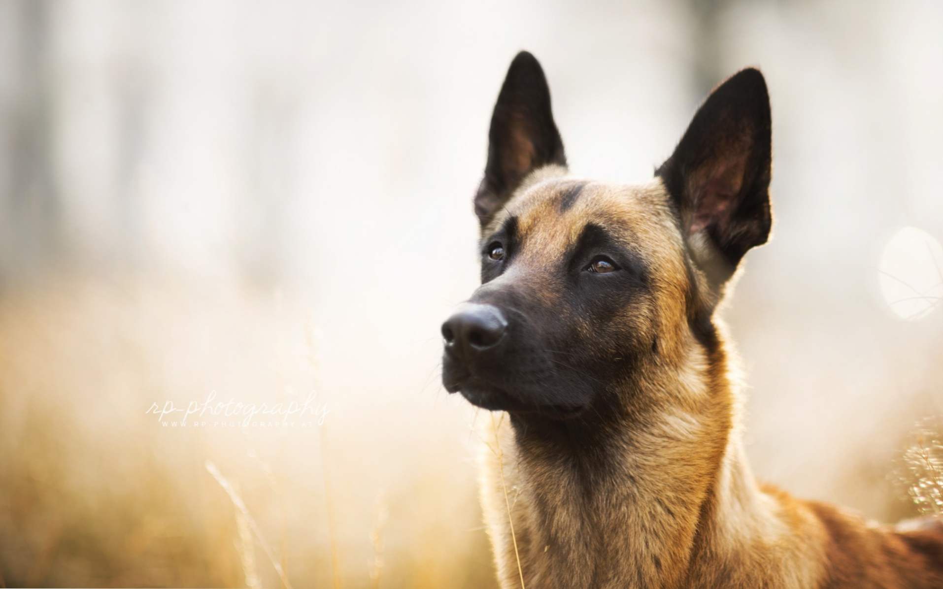 Belgian Shepherd - gatunek, charakterystyczny dla rasy