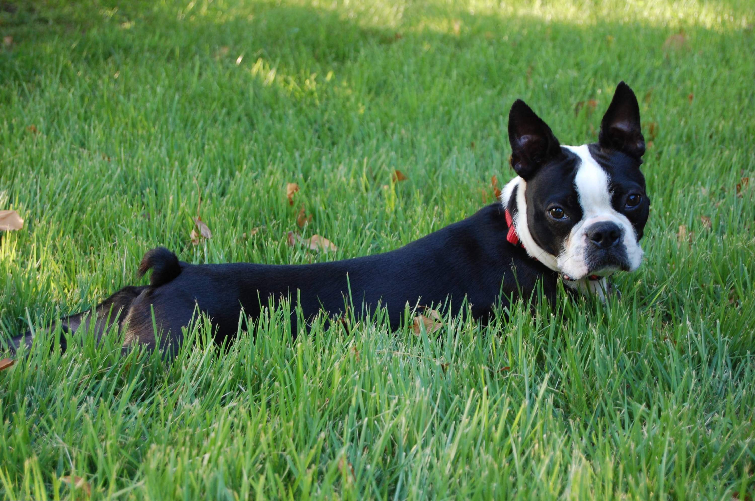 Boston Terrier opis i charakter rasy, opieka domowa dla Boston Terrier