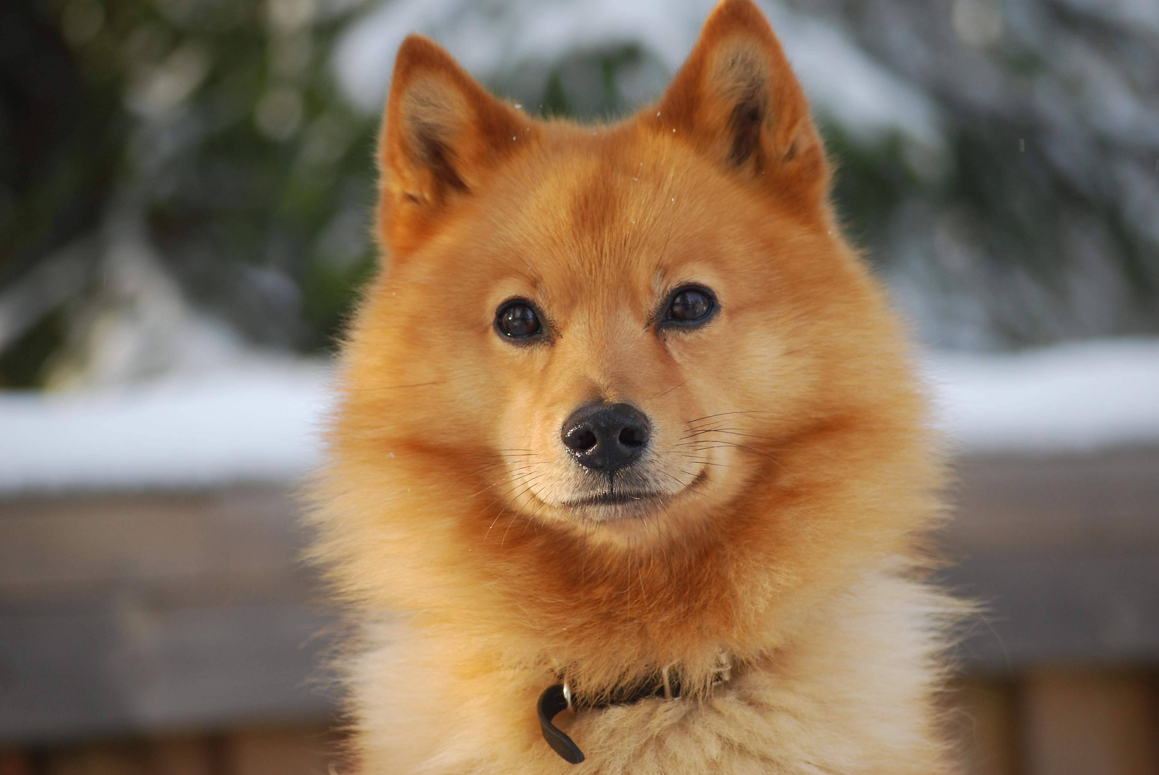 Karelo Fínsky Laika popis a charakter plemena