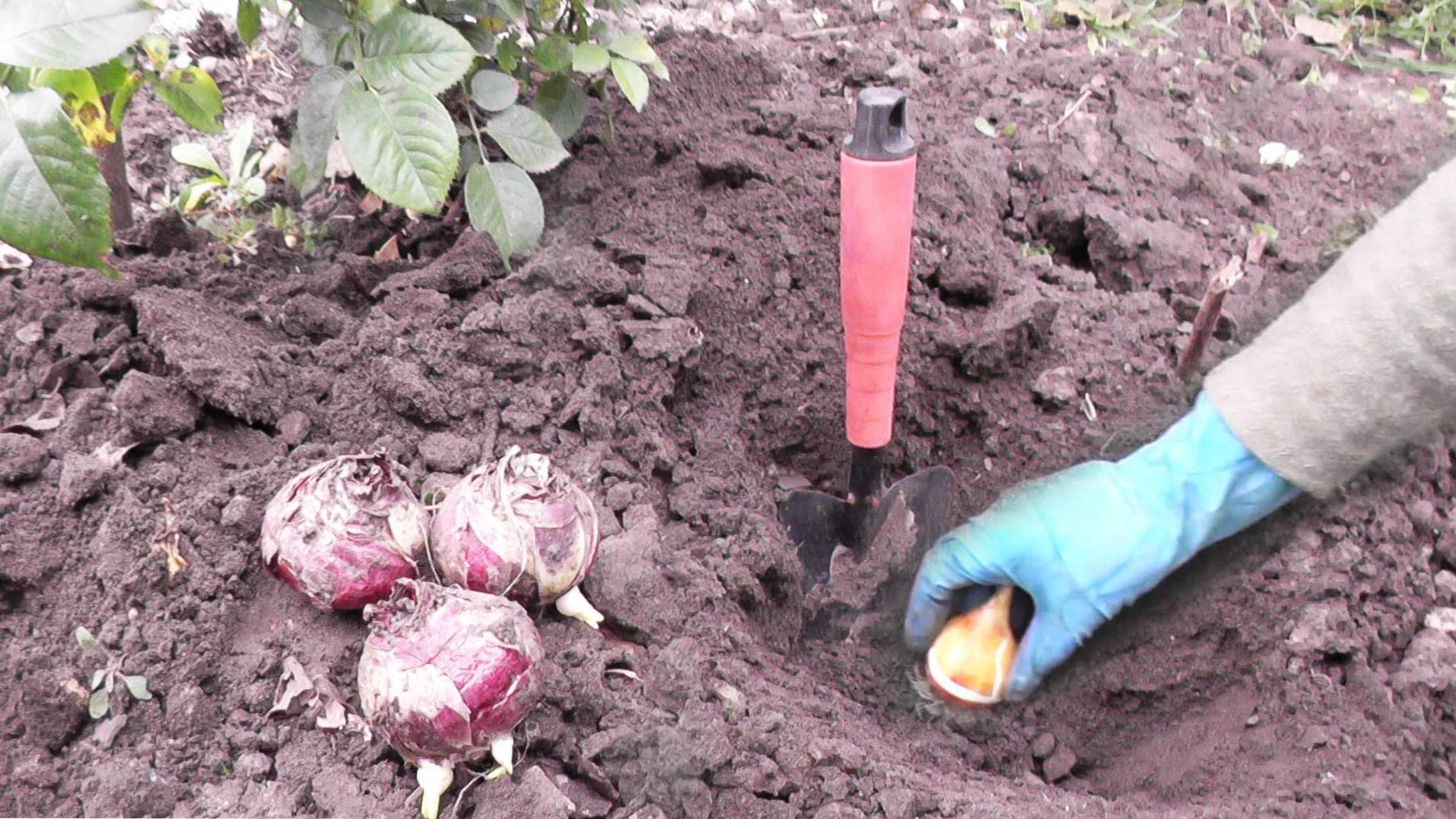 Kdaj rastlati tulipani - jeseni ali spomladi? Nasveti in triki za kdaj in kako se tulipani obdržijo na prostem