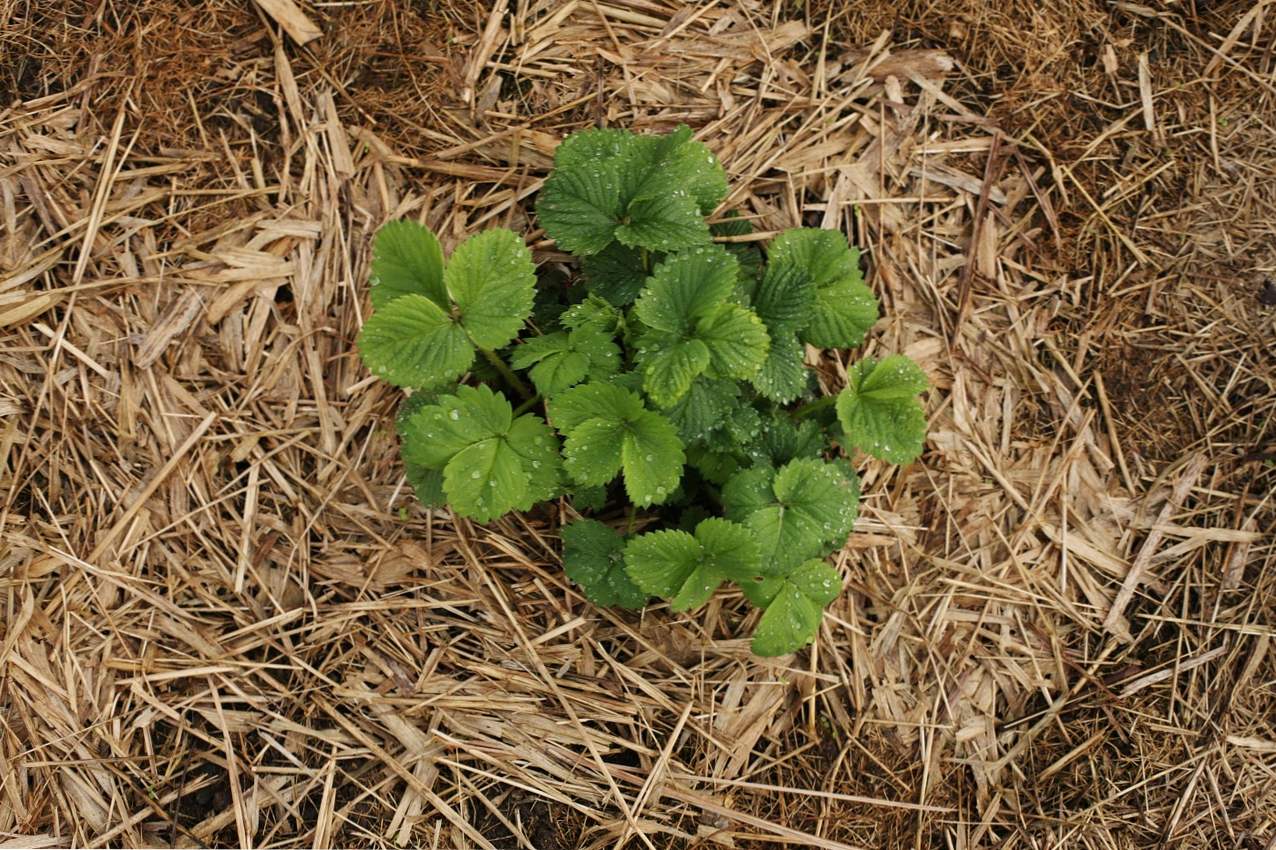 Mulching jagode, kaj je to, materiali za mulčenje in metode polaganja