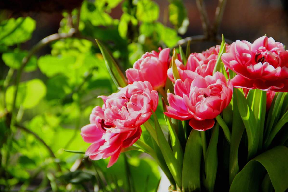 Peony tulipani opisi sort, še posebej nege in gojenje