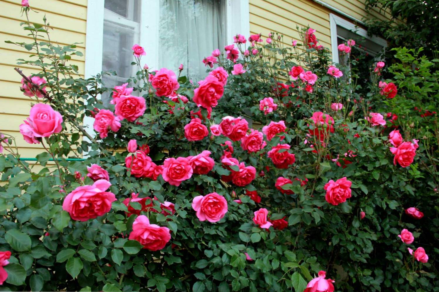 Плетиста троянда опис, посадка і догляд, сорти, опора для троянди своїми руками