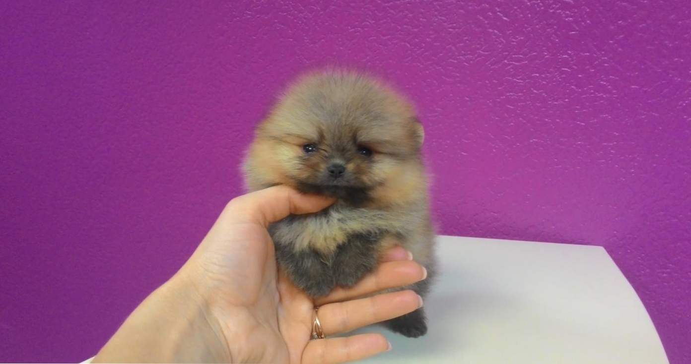 Pomeranian Bear Spitz mini opis i charakter rasy, opieka domowa