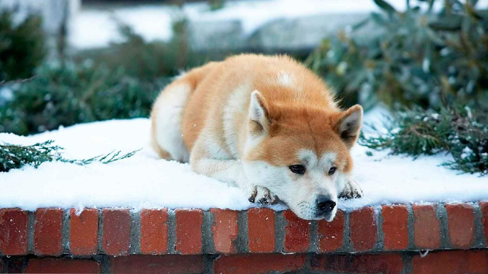 Brea Hachiko (Akita Inu) opis in značaj, skrb za japonsko pasmo iz filma Hachiko