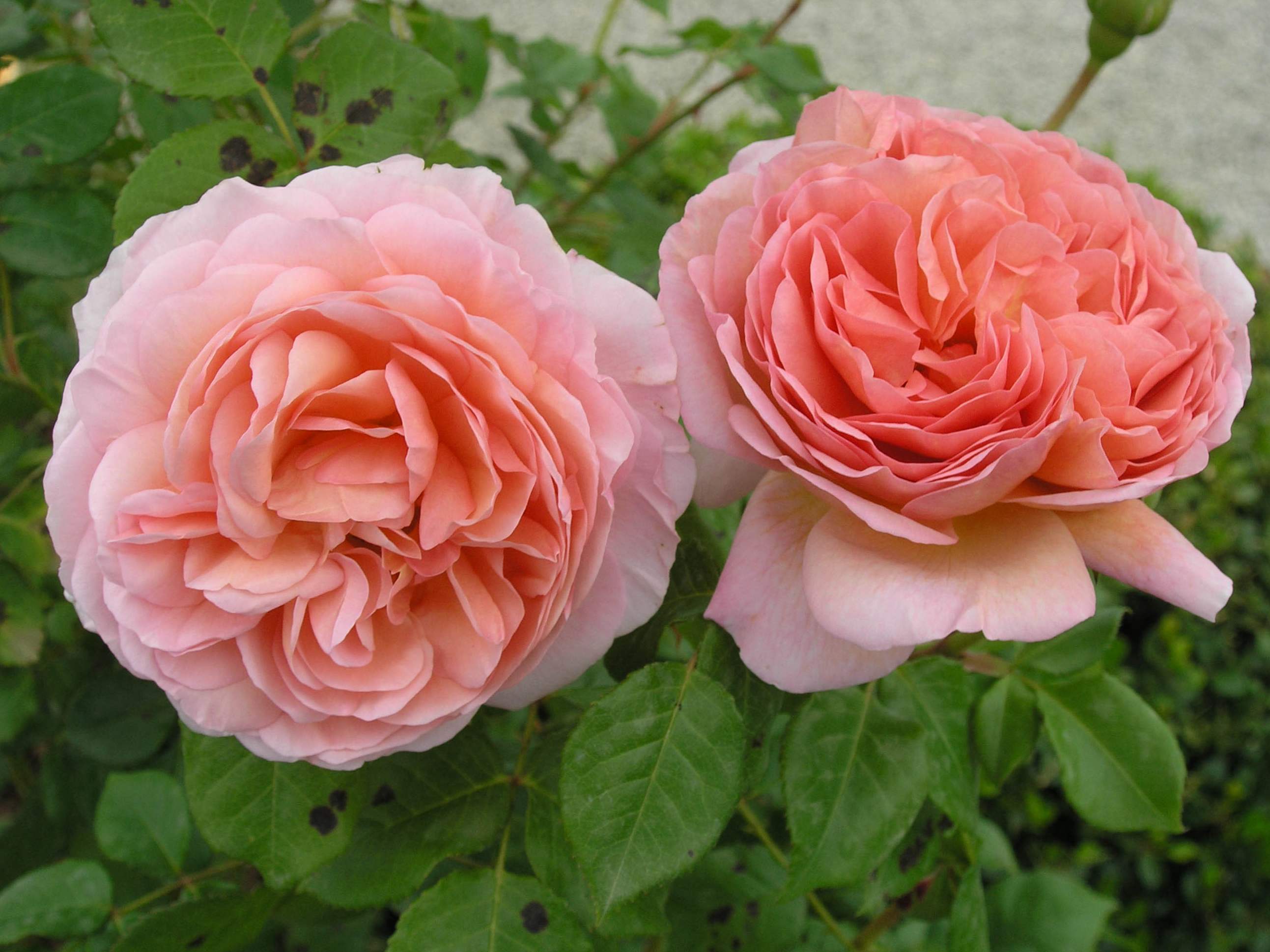 Rosa Abraham Derby (Abraham Darby) opis różnorodności parkowych angielskich róż, sadzenia i pielęgnacji