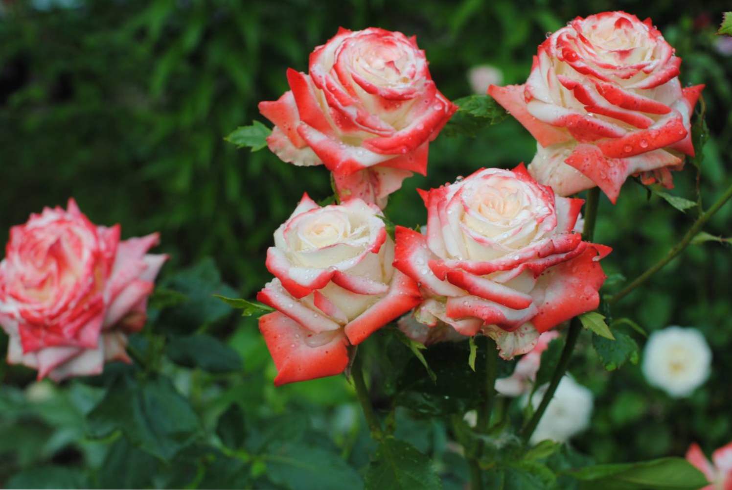 Ruža carica Farah (Imperatrice Farah) opis sorte, sadnje i njege