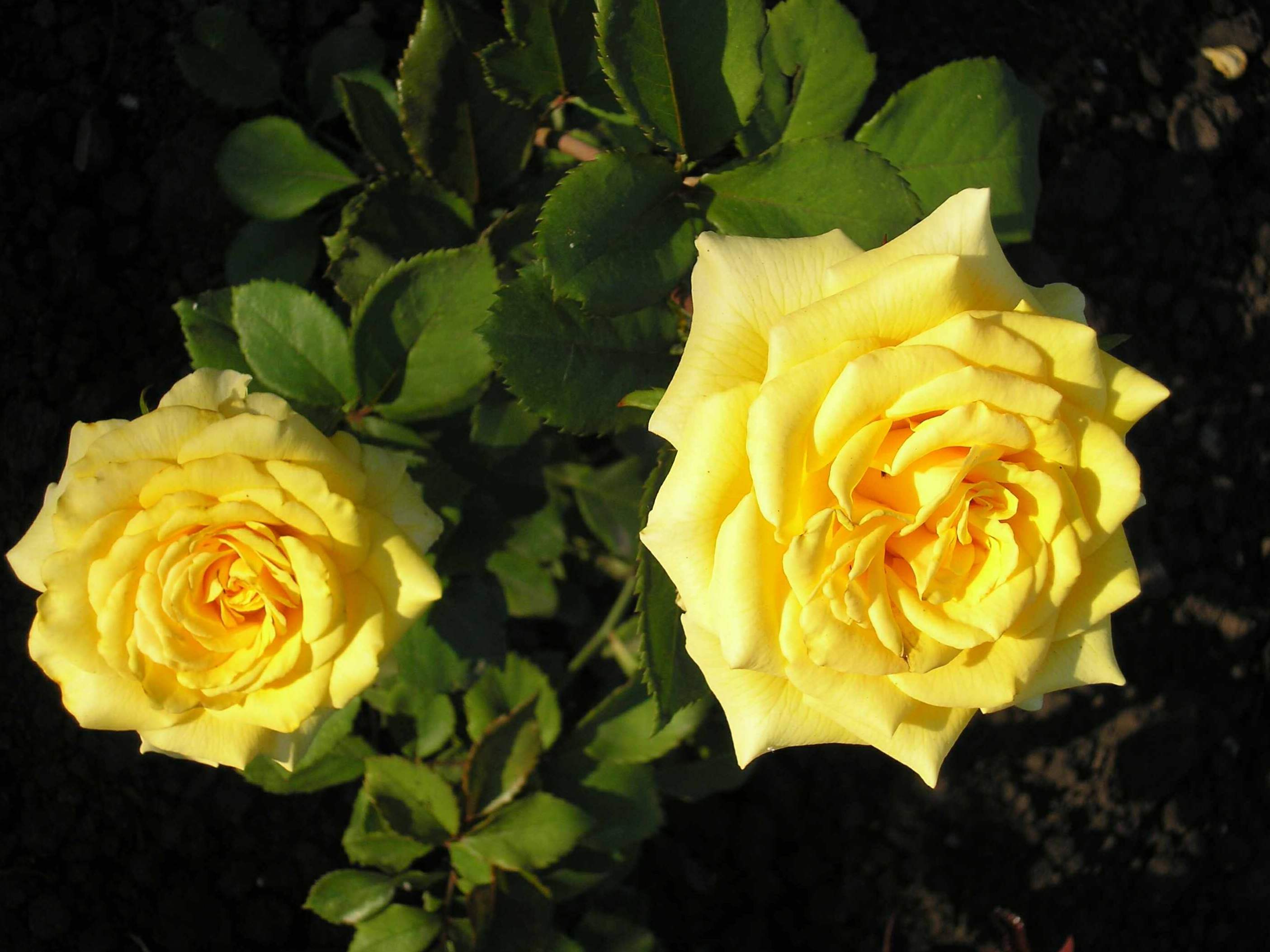 Popis odrody Rosa Kerio, ako vyzerá kvetina