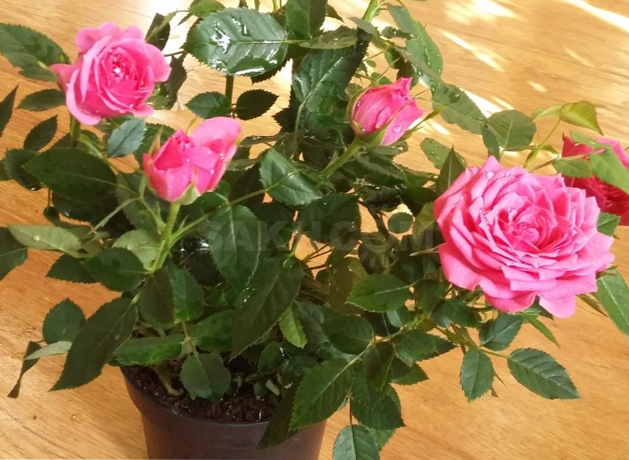Роза Кордана як доглядати після покупки, вирощування у відкритому грунті і домашніх умовах