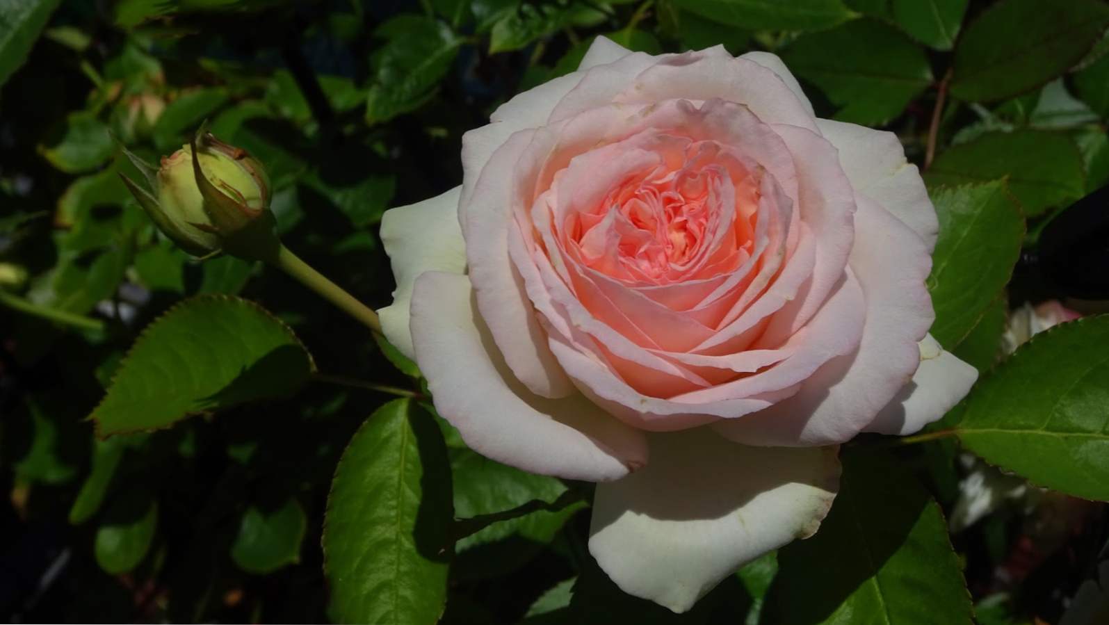 Роза П'єр де Ронсар опис сорту плетистой троянди, рекомендації по догляду та розмноження