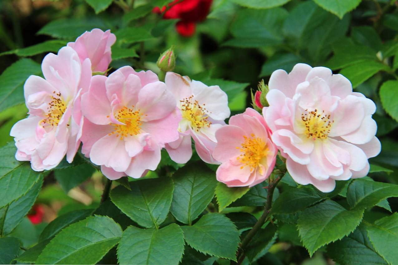 Роза поліантових що це таке, сорти, догляд і вирощування в домашніх умовах