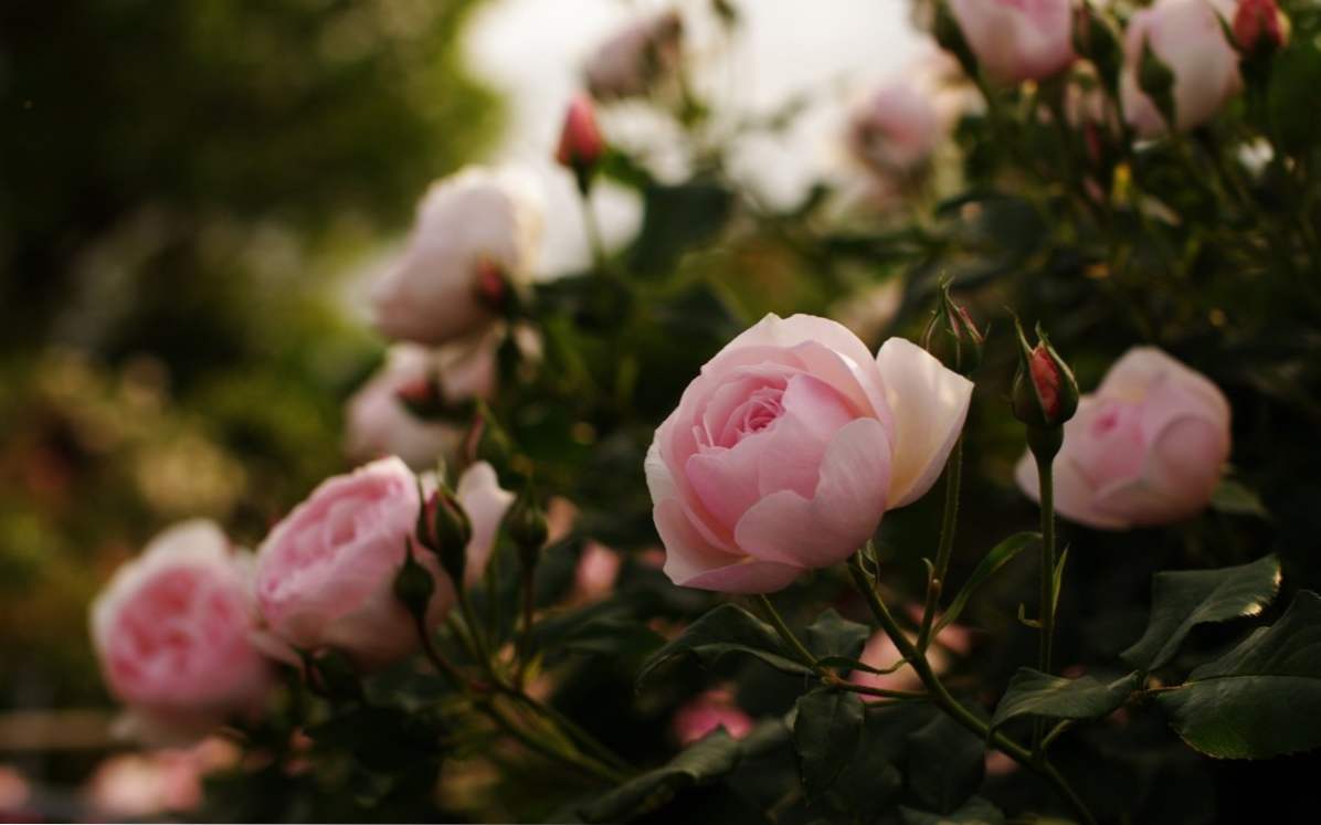 Троянди кущові сорти, особливості, посадка, догляд і вирощування