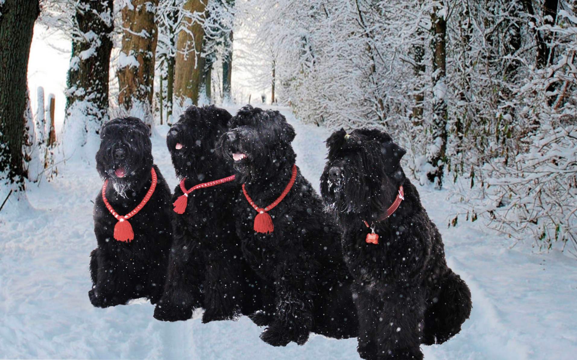 Русский Чорний Тер'єр опис і характер породи, догляд за собакою