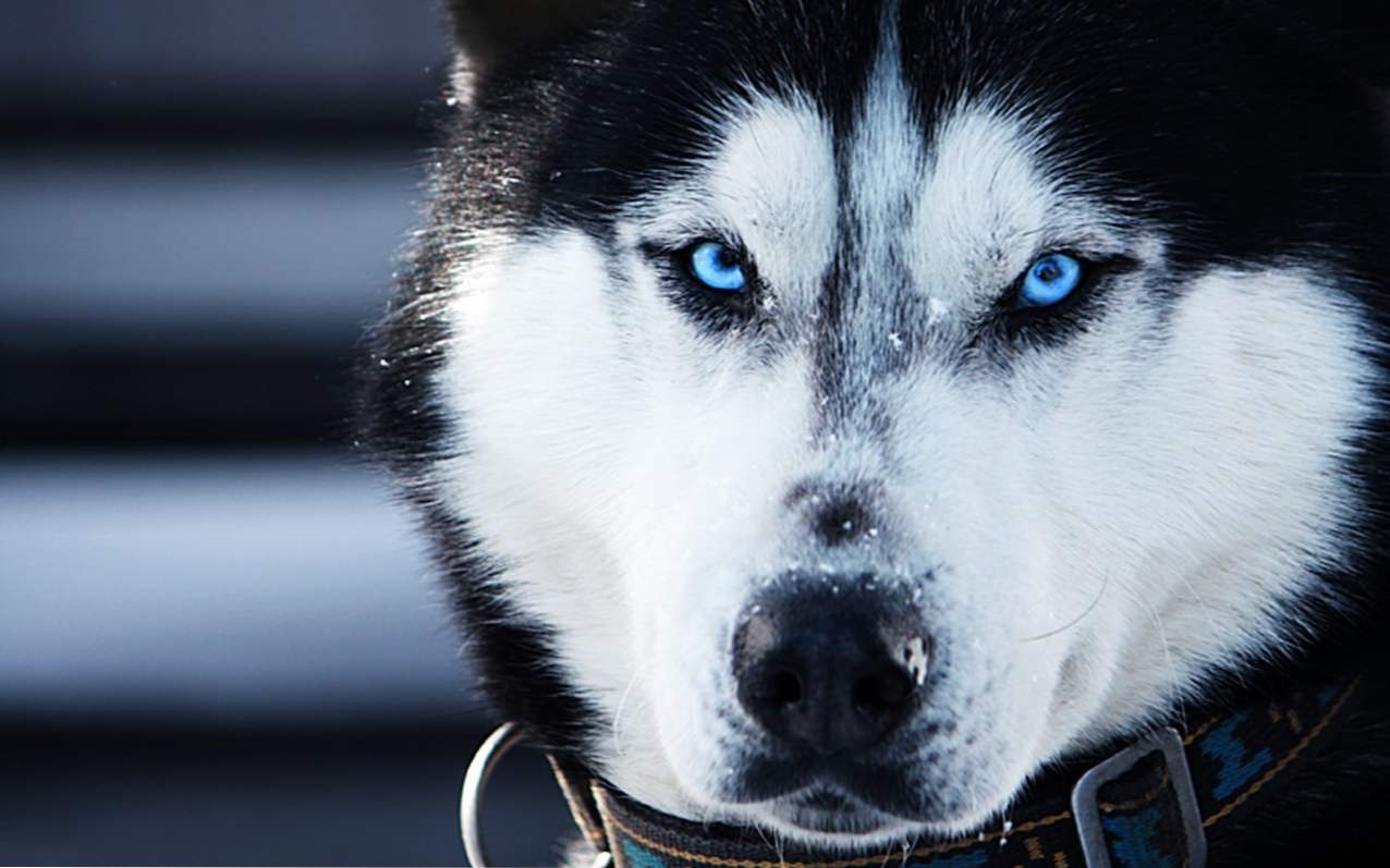 Opis rasy, natury i opieki nad zwierzakiem rasy husky syberyjskiej