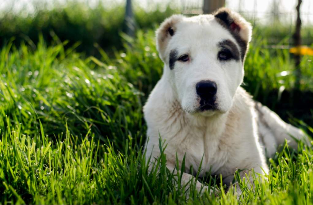 Собака Алабай (середньоазіатська вівчарка) характеристика породи, утримання, догляд, виховання