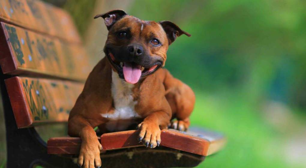 Staffordshire Bull Terrier opis rasy, opieka, utrzymanie i edukacja