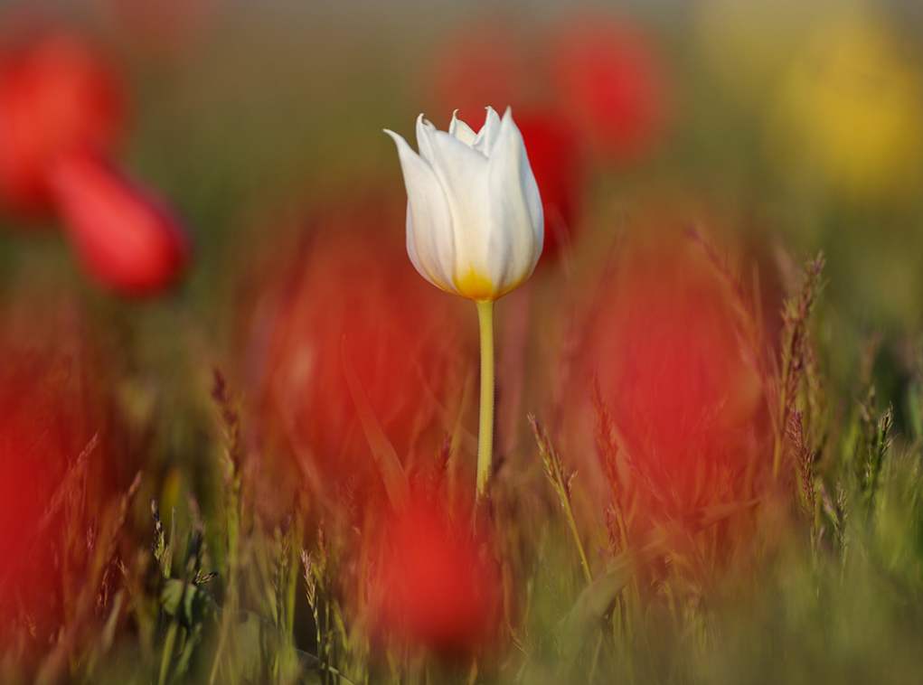 Opis tulipana Shrenki, dlaczego jest wymieniony w Czerwonej Księdze
