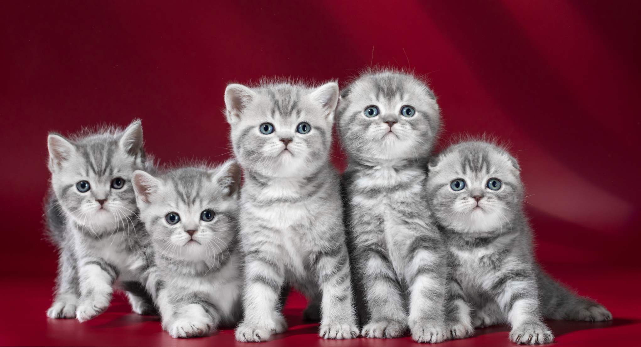 Висловухі кошенята шотландські та британські кошенята, опис, ніж годувати і як назвати