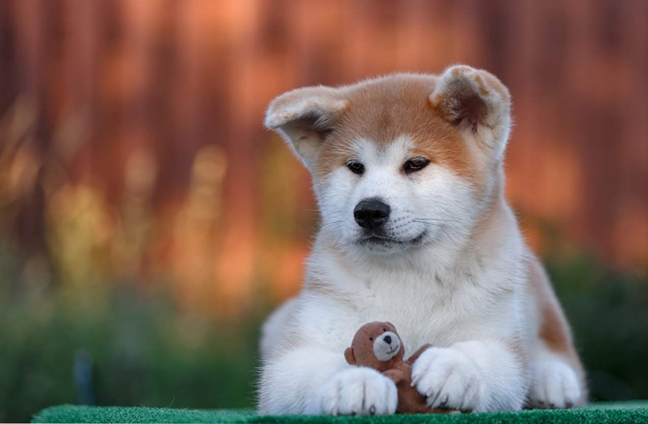 Akita Inu opis in značilnosti pasme