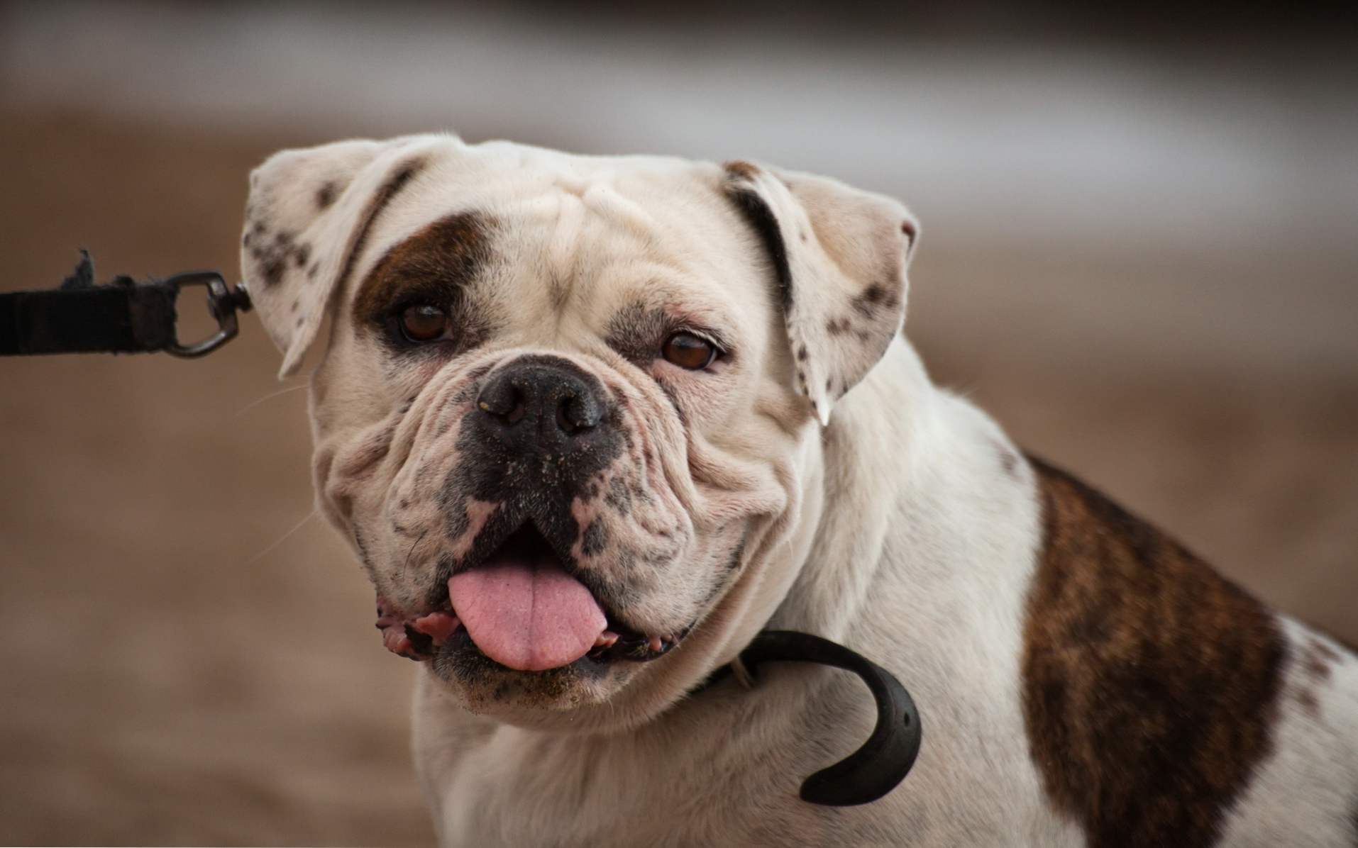 American Bulldog pasme opis, narava psa, oskrbe in izobraževanja