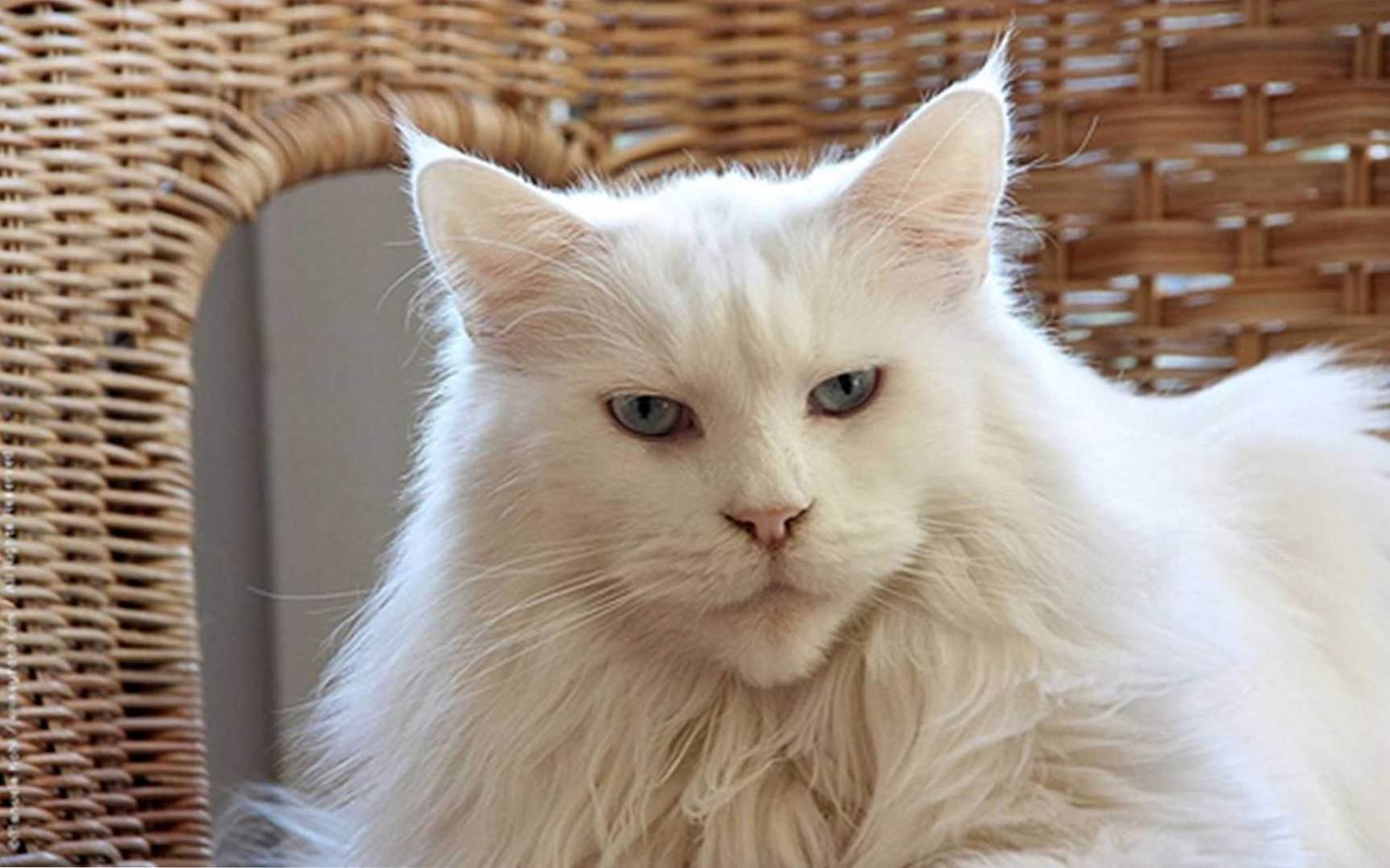 Koty White Maine Coon rzadko spotykane, zwłaszcza w pielęgnacji i karmieniu