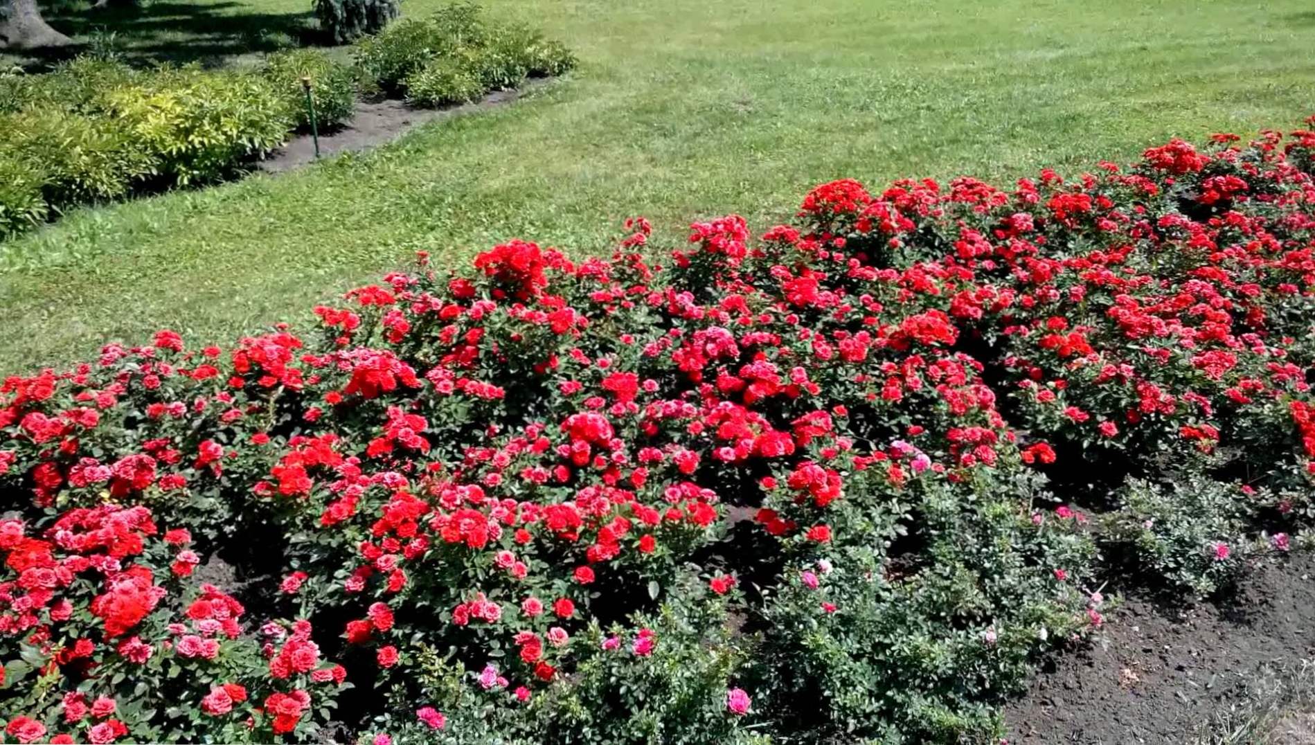 Krawężnik sadzenie, pielęgnacja i pielęgnacja róż