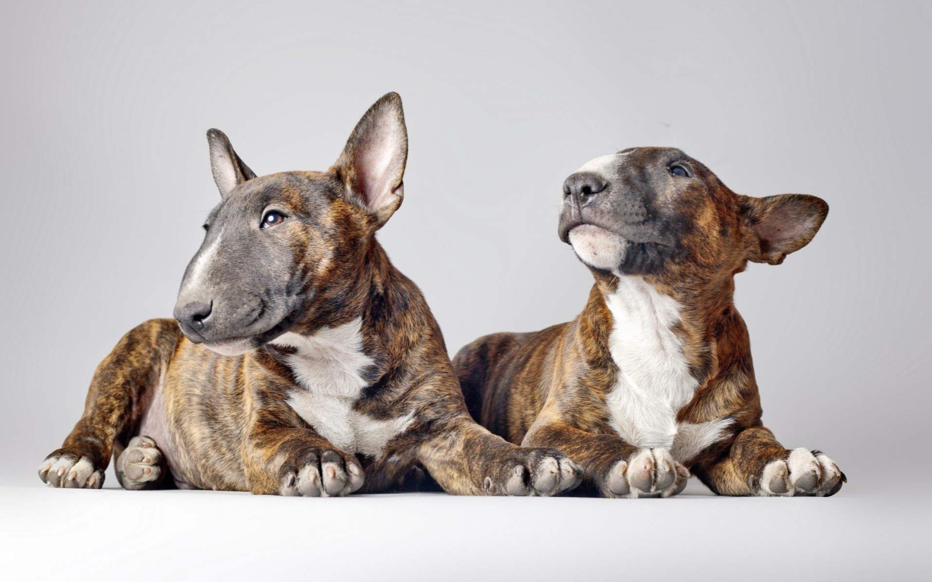 Bull Terrier niż niebezpieczny, charakterystyka rasy, opieka i utrzymanie psa