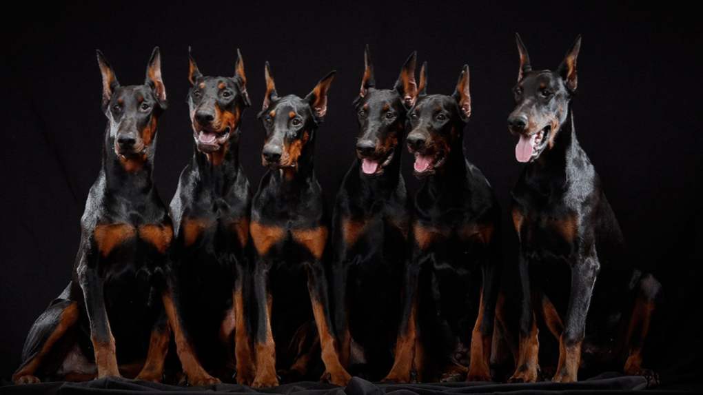 Dobermanski opis pasme, narava psa, skrb, vzdrževanje in usposabljanje
