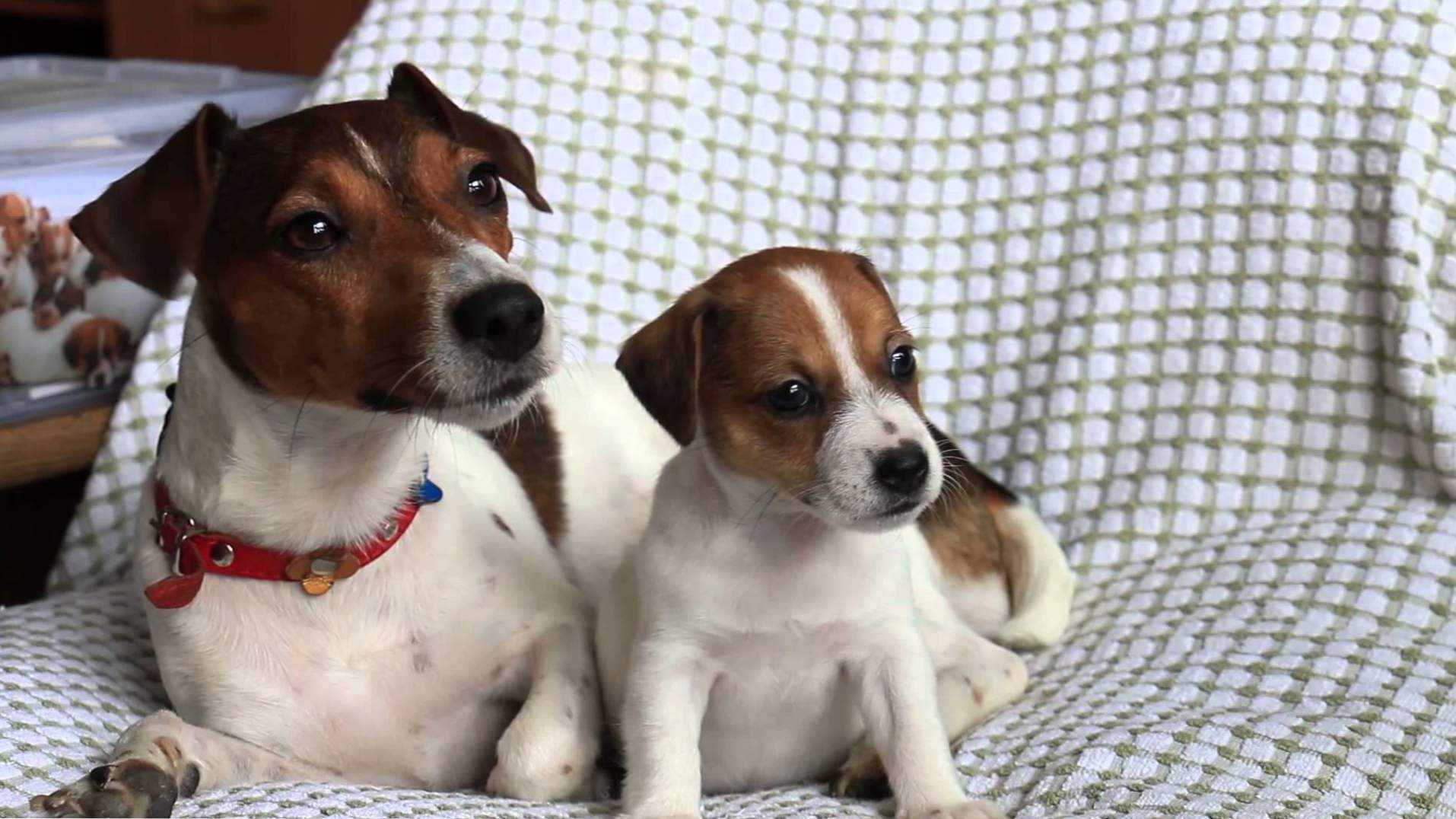 Jack Russell Terrier opis rasy, charakter, treść, opieka, szkolenie