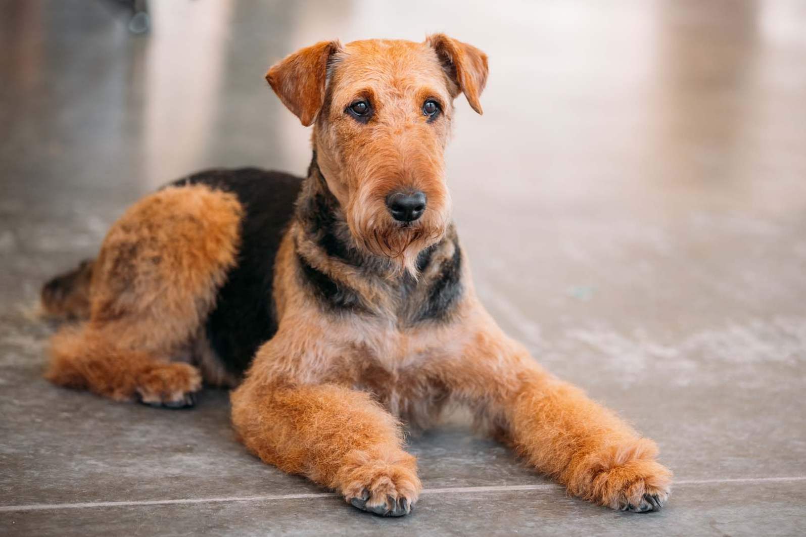 Airedale Terrier - opis rasy psów, ich utrzymywania, karmienia i opieki