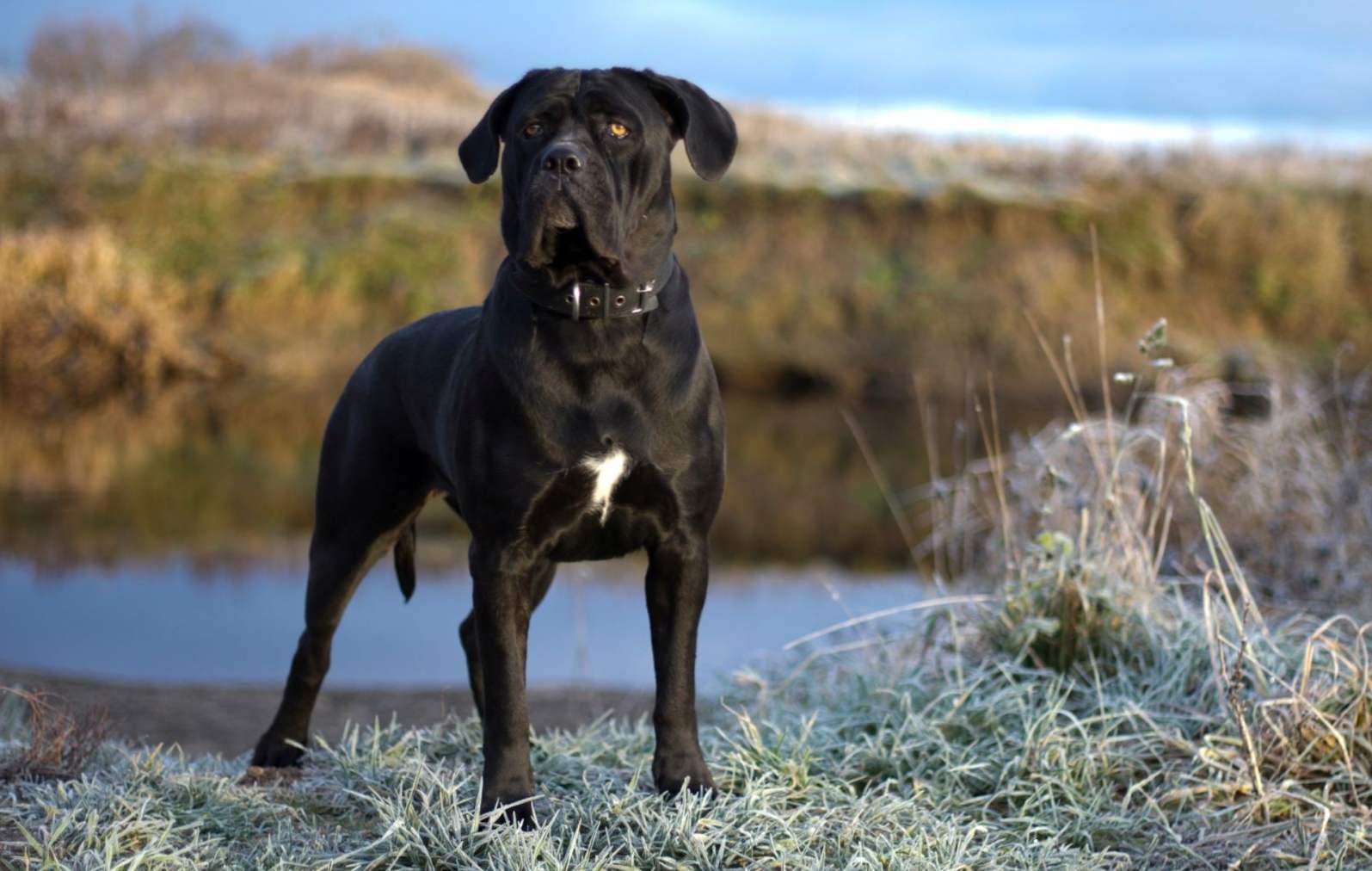 Cane Corso opis italijanske mastifne pasme, karakterizacije, usposabljanja in izobraževanja