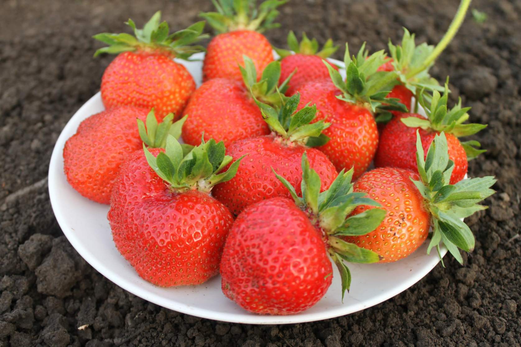 Popis rozmanitosti Kimberley Strawberry, výsadba, pestovanie a starostlivosť