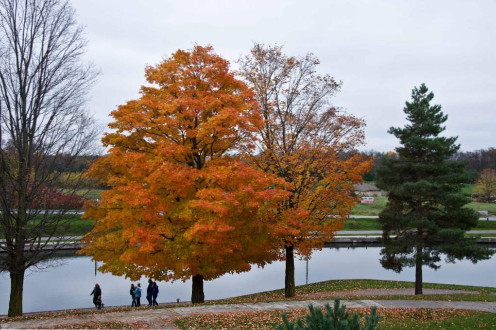 Sugar Maple (Acer saccharum) opis, kjer raste, sajenje in oskrba