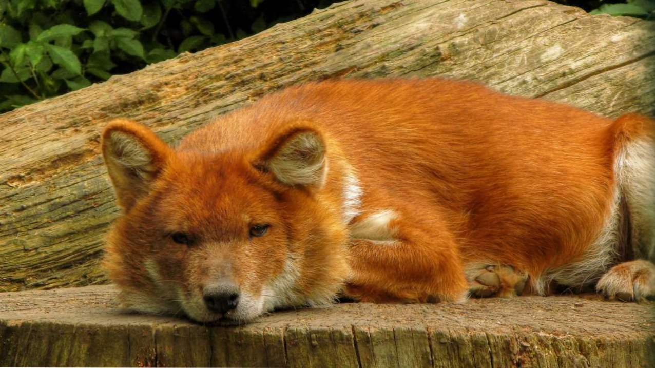 Crvena vuka (Cuon alpinus) opis rijetke vrste grabežljivaca, staništa