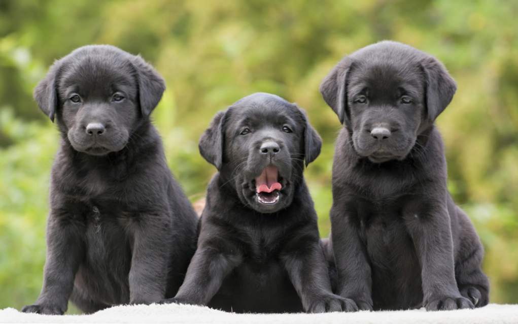 Labrador opisuje pas, karakter, njegu, održavanje i hranjenje Labrador Retriever