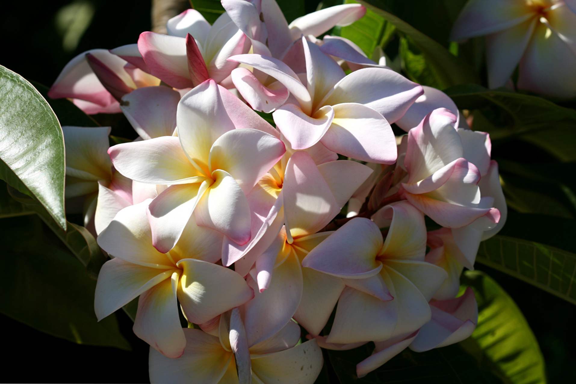 Plumeria gojenje in skrb za eksotično cvet doma