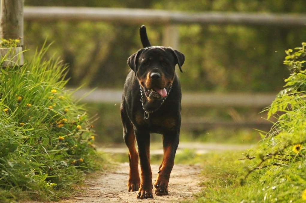 Rottweiler charakteristiky a opis plemena psov, ako starostlivosť, ako zaobchádzať s deťmi