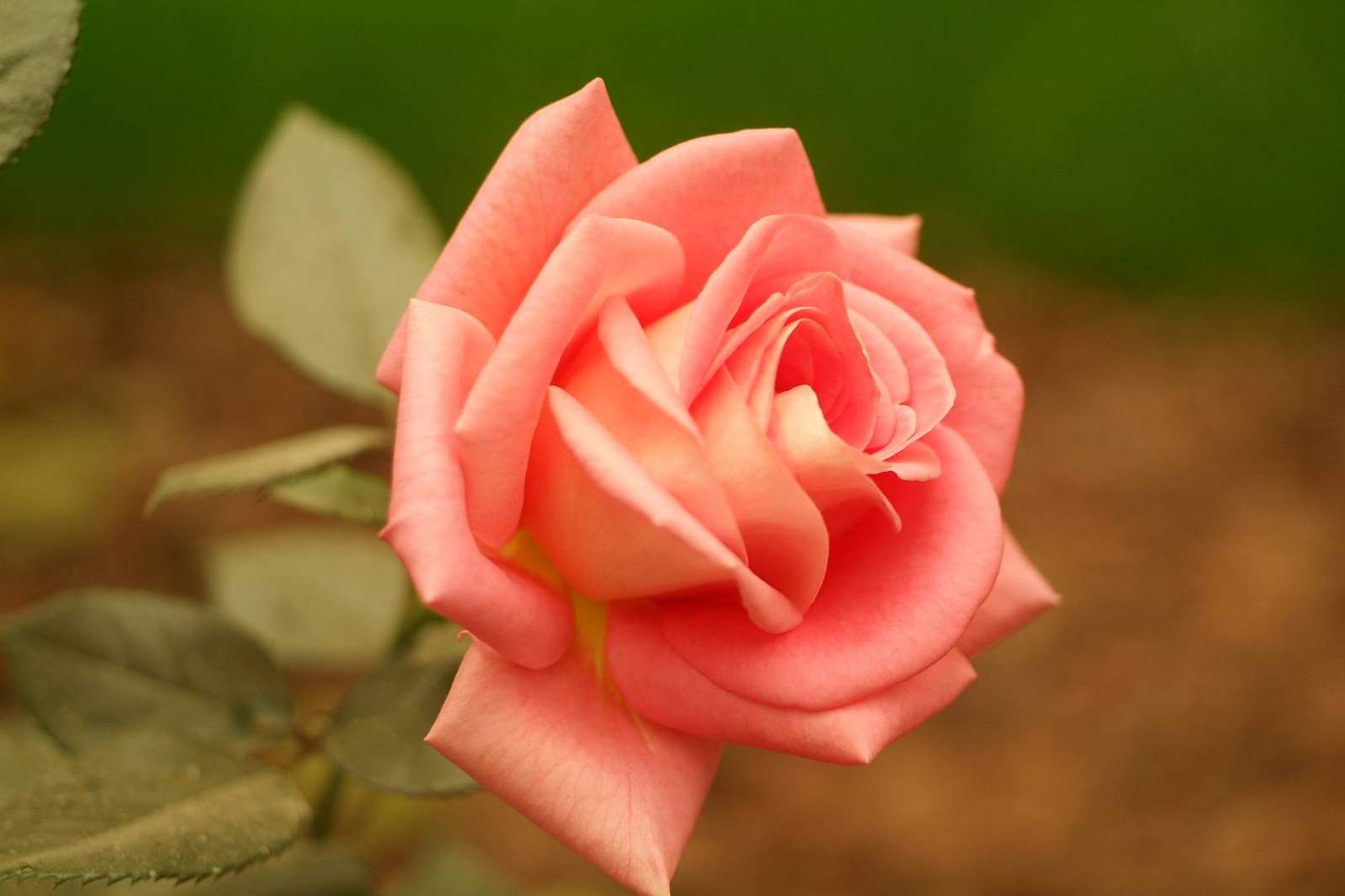 Роза Аква (Aqua) опис сорту чайно-гібридної троянди, посадка і догляд