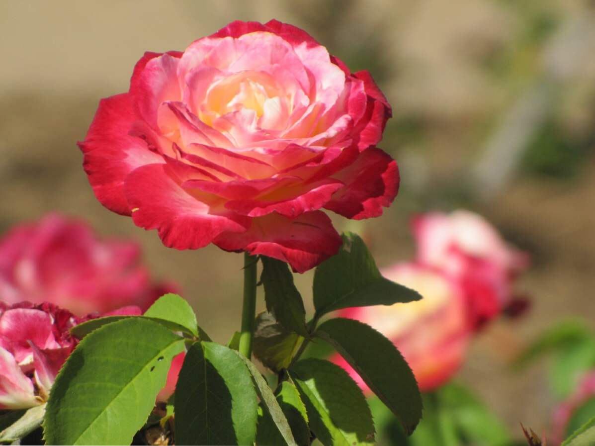 Rose Double Delight opis in značilnosti sorte, pridelave in nege