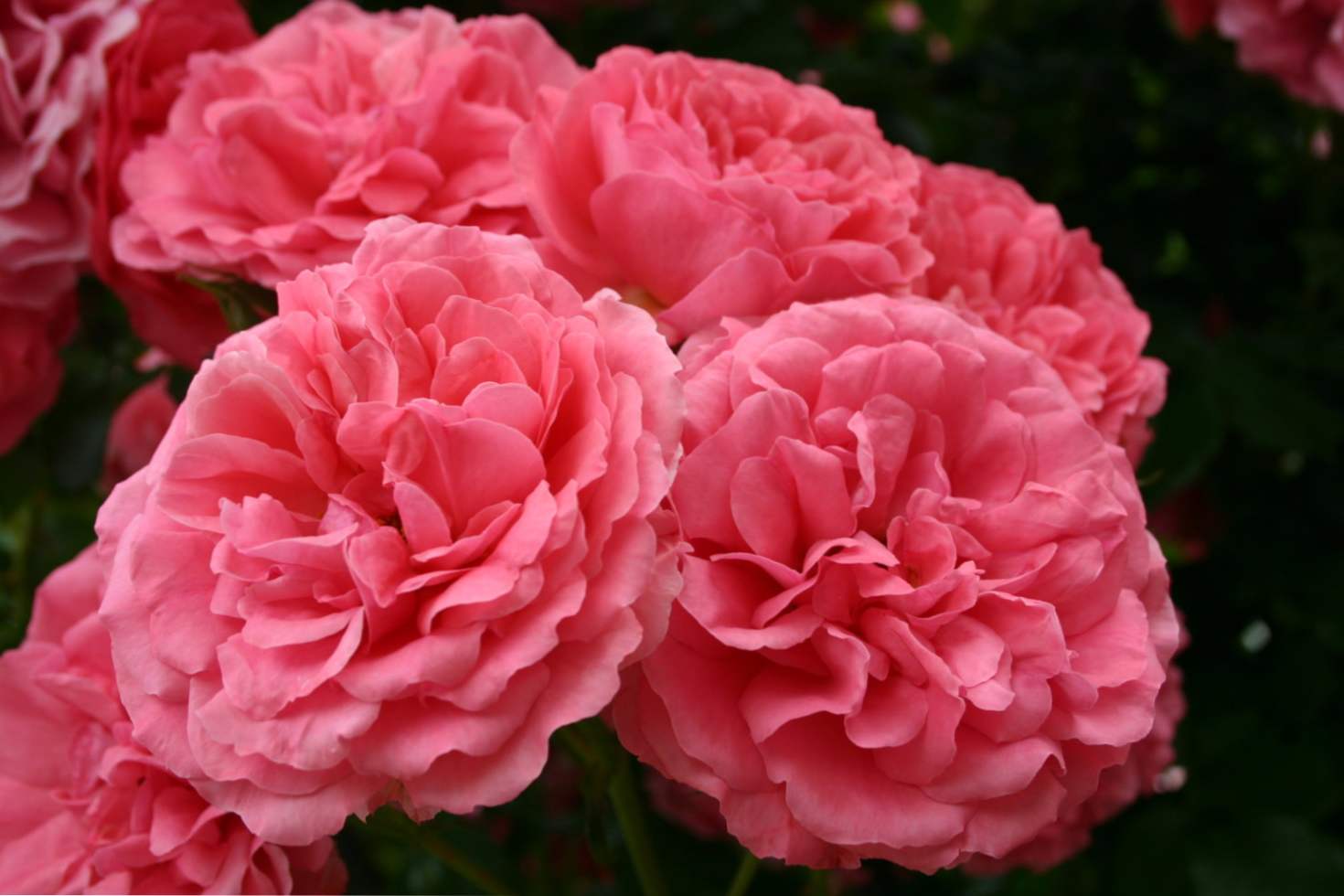 Rosa Rosarium Utersen - opis sorte, sadnja i njegu, uzgoj