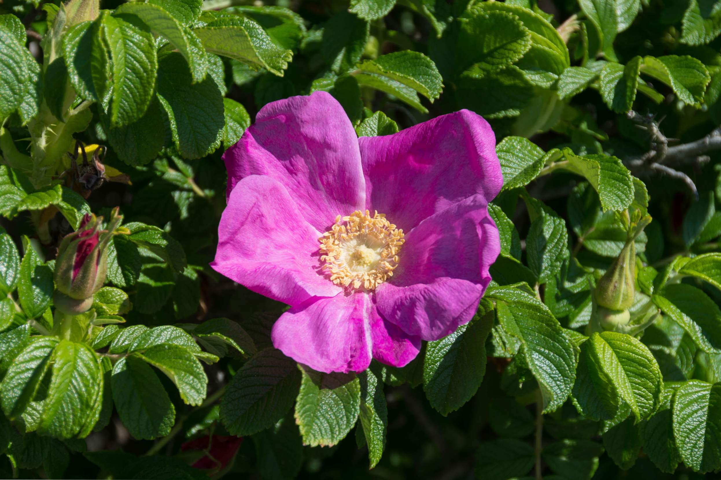 Ružová ruža (Rosa rugosa, vrásčitá ruža) odrody, výsadba, pestovanie a starostlivosť