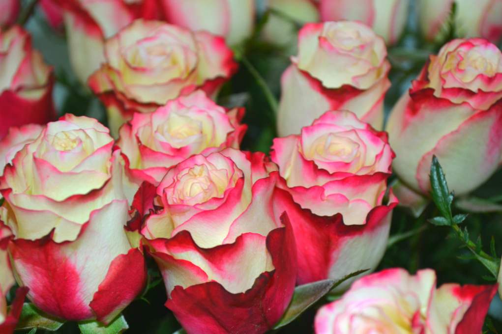 Rose Sweetness (raznolikost) opis sorte, sadnje i njege