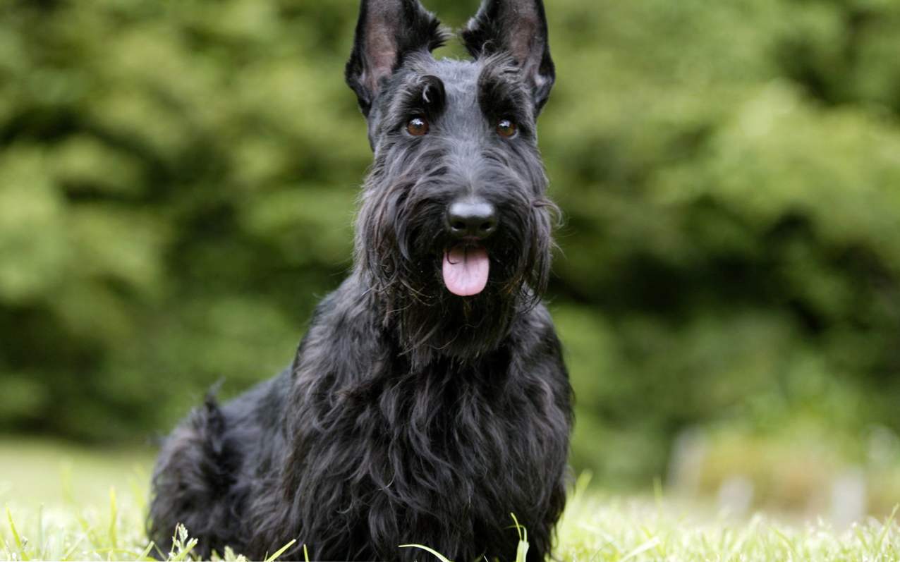 Scottish Terrier (Scottish Terrier) opis rasy, charakter, opieka i utrzymanie