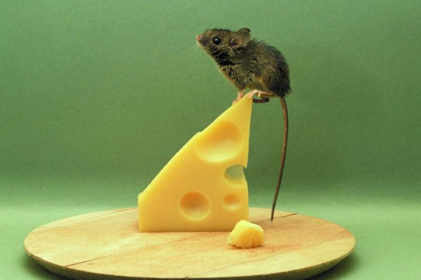 Сонник маленькі миші - до чого сняться