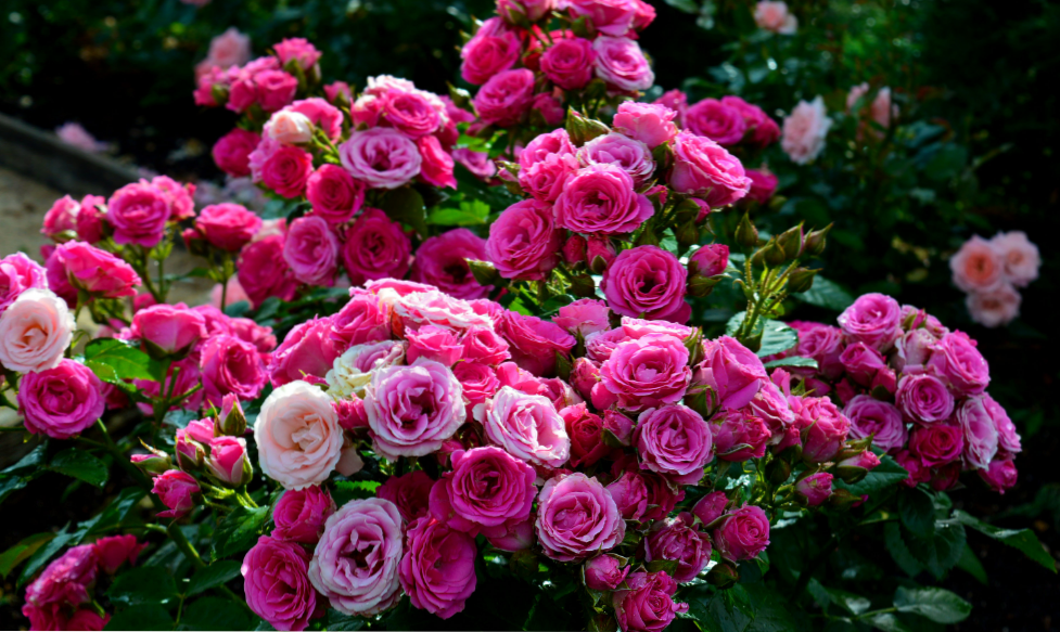 Spray rose - kaj je to? Priljubljene sorte, sajenje in skrb za rože