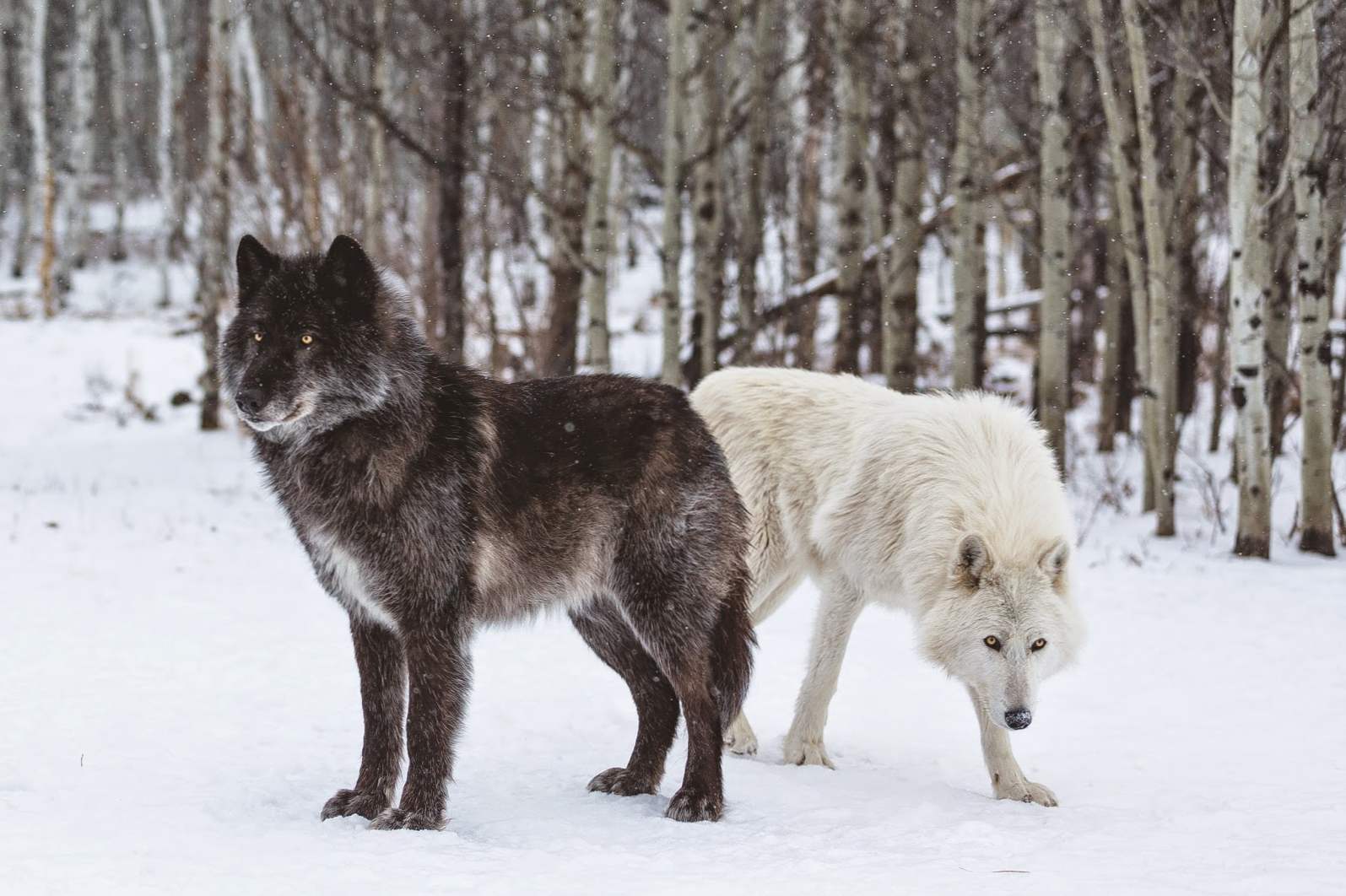 Волкособ загальна характеристика, опис гібридних порід собаки і вовка