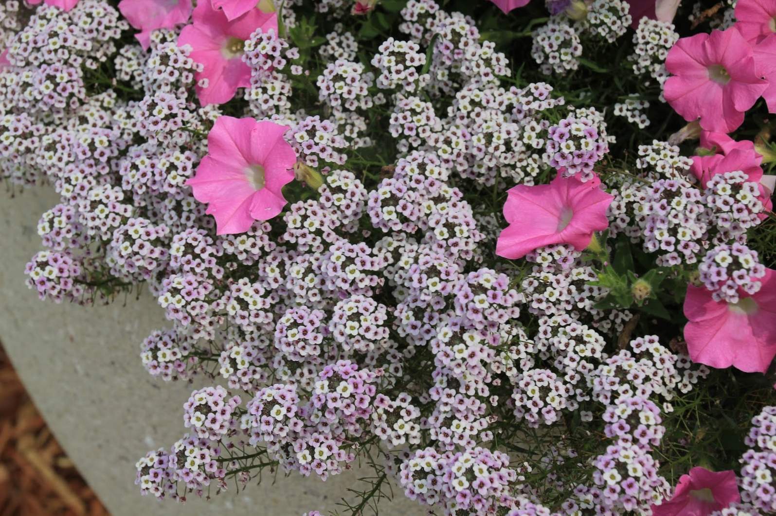 Sorte Alyssum (Alyssum, Burachok), sajenje, gojenje in oskrba na prostem